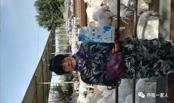 今年养羊是亏还是赚,倒羊和养羊哪个更赚钱