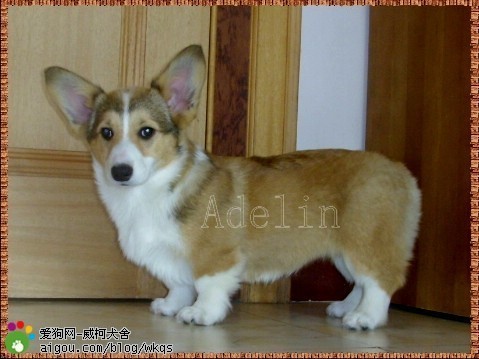 宠物狗买多少钱的合适养,狗的价格表宠物狗种类