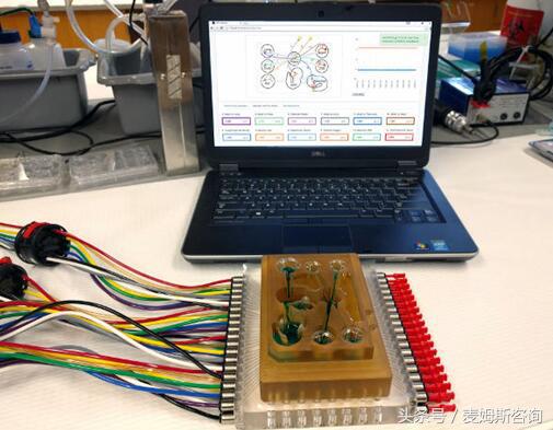 器官芯片技术,器官芯片