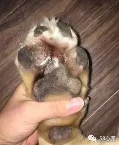 一梦谈狗：英牛那么丑，价格又贵，为什么还有那么多人养？