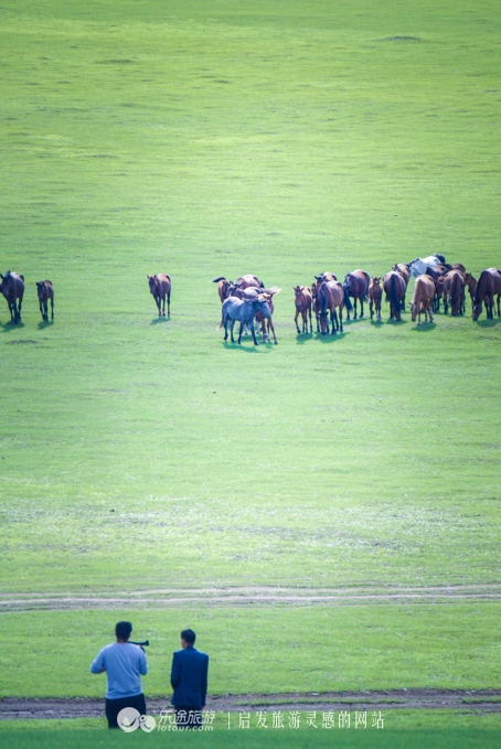 三河马的血统有哪些,三河马是怎么诞生的