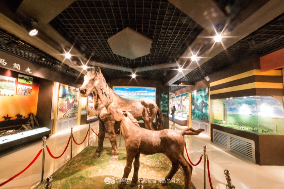 三河马的血统有哪些,三河马是怎么诞生的