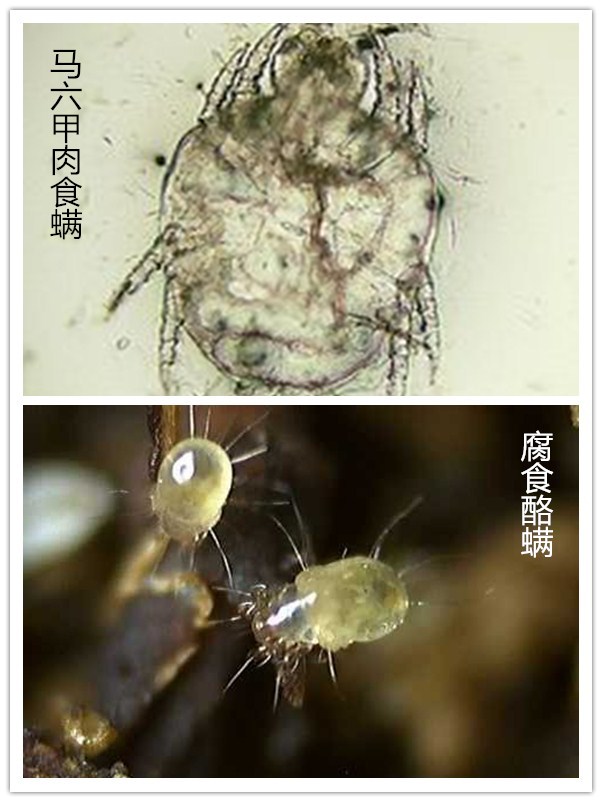 从有害生物的生活习性浅析有机粮食仓储技术