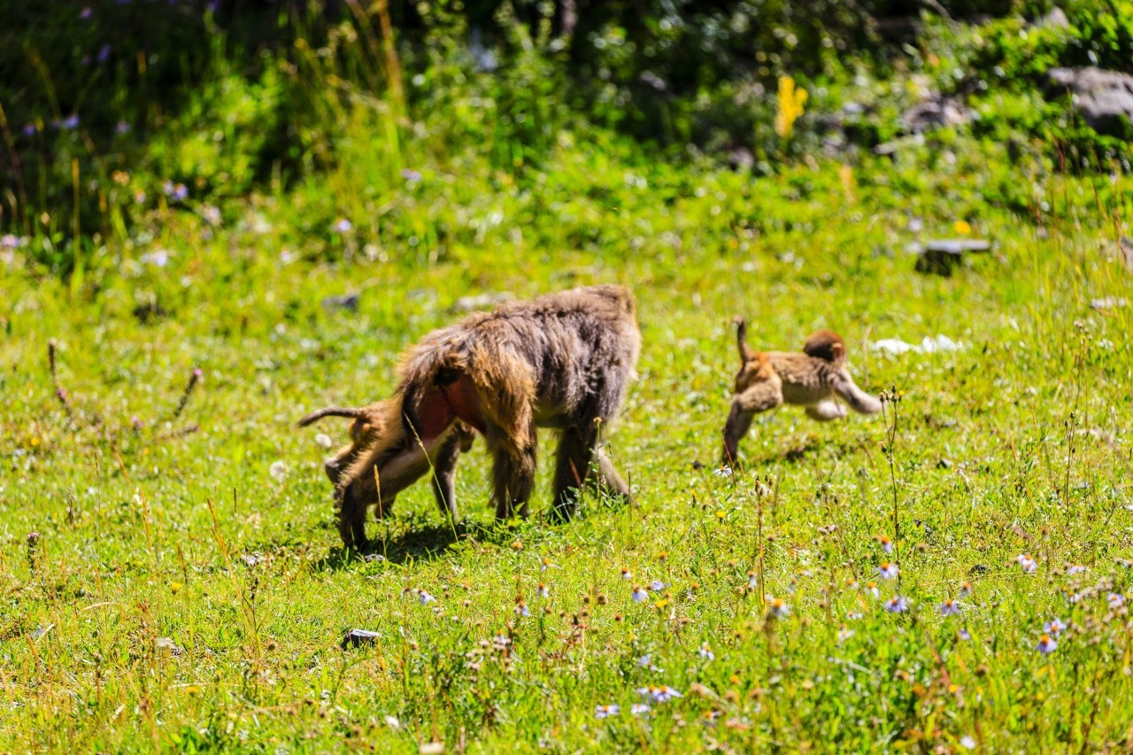 佳能6dmark2,佳能6dmarkii拍会议照片怎样对焦
