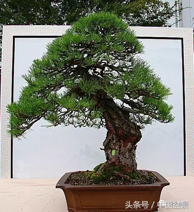 盆景收藏的前景,盆景收藏视频大全