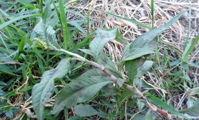 农村常见300种野草图片,农村常见100种野草图片及名称