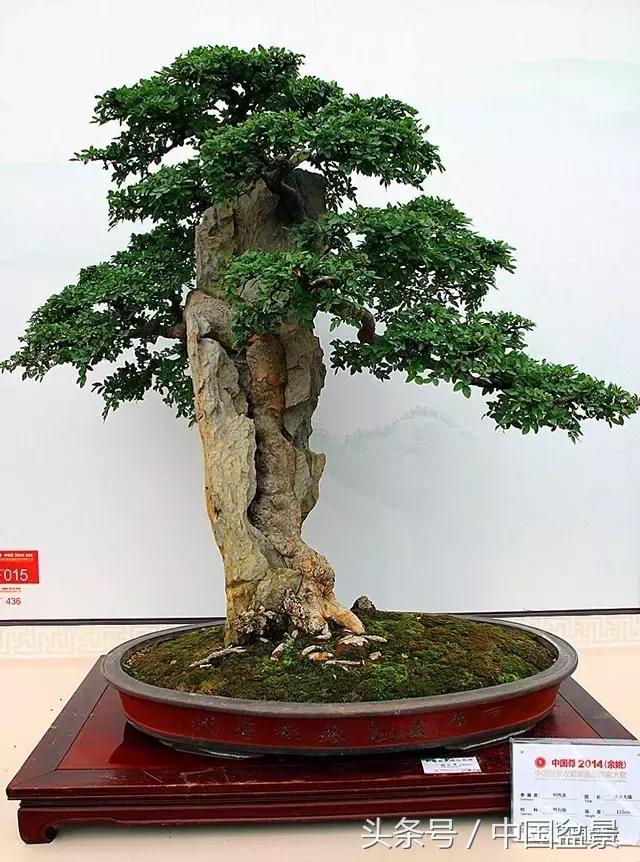 盆景收藏的前景,盆景收藏视频大全