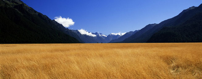 新西兰移民新国生活小指南（电话卡+银行卡+IRD+保险+交通）