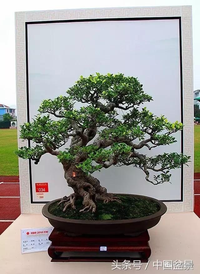 盆景收藏的前景,盆景收藏视频大全