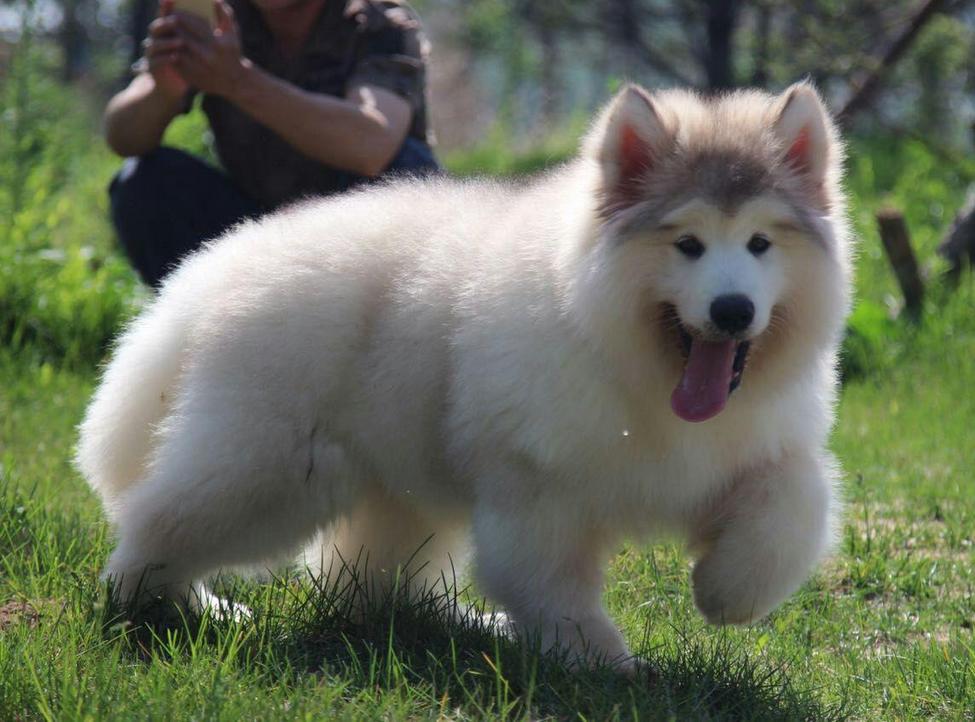 第一名阿拉斯加雪橇犬,阿拉斯加犬叫什么名字比较好