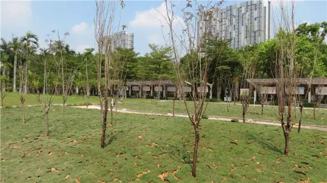 待到明年春来，许你千米桃花，番禺这里将打造2000平方米桃花林！