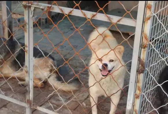 我们用镜头记录生活,记录流浪狗真实生活