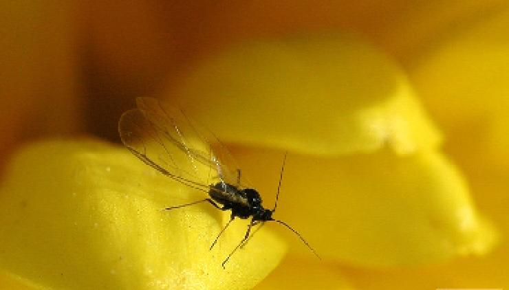 小咬生命力顽强吗,小咬最有效的治疗方法