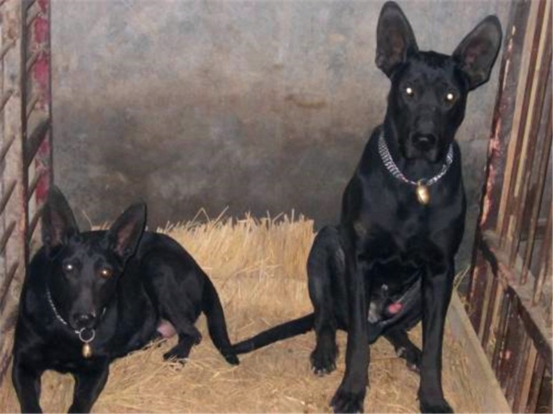 黑狼犬一年多的大狗好训吗,黑狼犬训练方法和注意事项