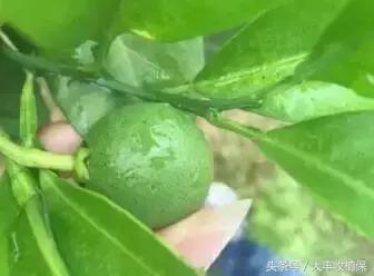 致命的小黑点!一旦染上这种病,柑橘彻底毁容,果农收入减半