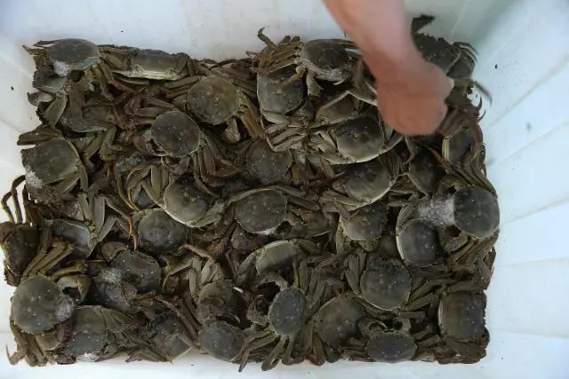 好蟹汇阳澄湖大闸蟹太和店,好蟹汇阳澄湖大闸蟹福州店