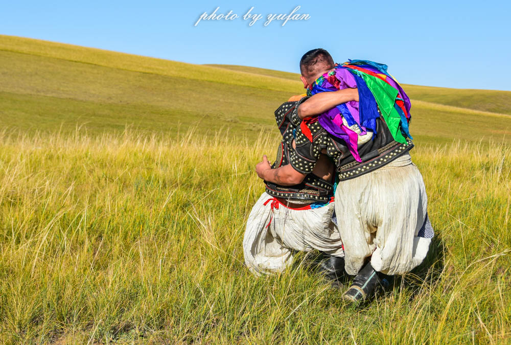 草原上的民间游戏，牛羊在吃草，牧民在搏克