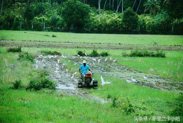 南亚岛国斯里兰卡人的“不老回春术”是什么?