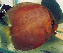 七彩神仙鱼药物中毒表现,七彩神仙鱼的症状及治疗方法