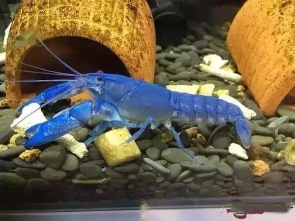 家装水景鱼缸造型全景,家居水景大号