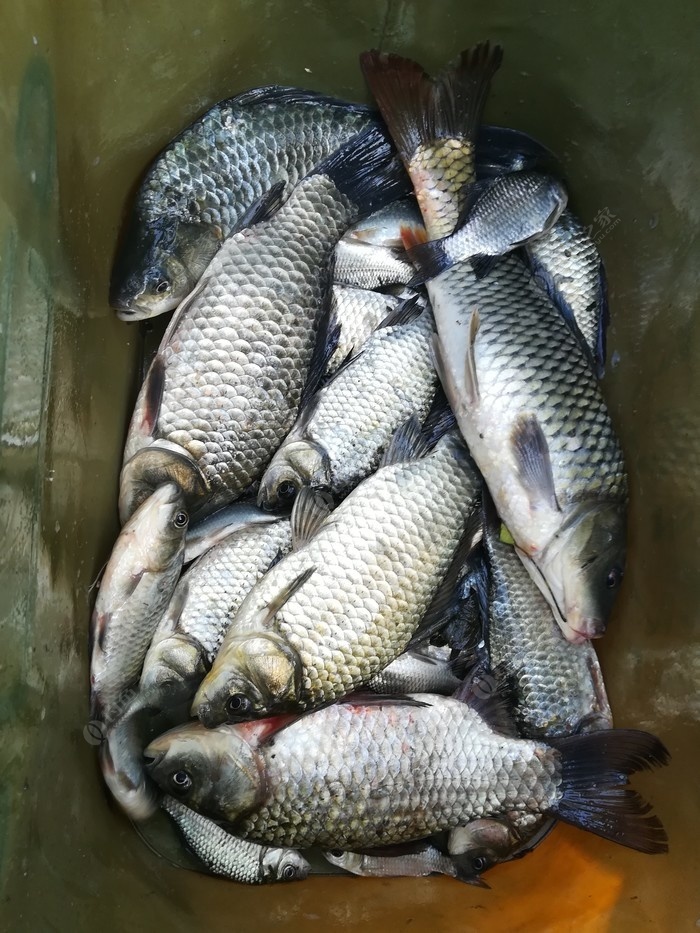 偶遇新物种，独战板鲫群