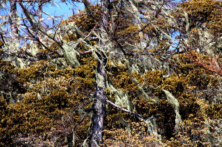 云南丽江香格里拉大理六日游,云南丽江大理香格里拉六日游