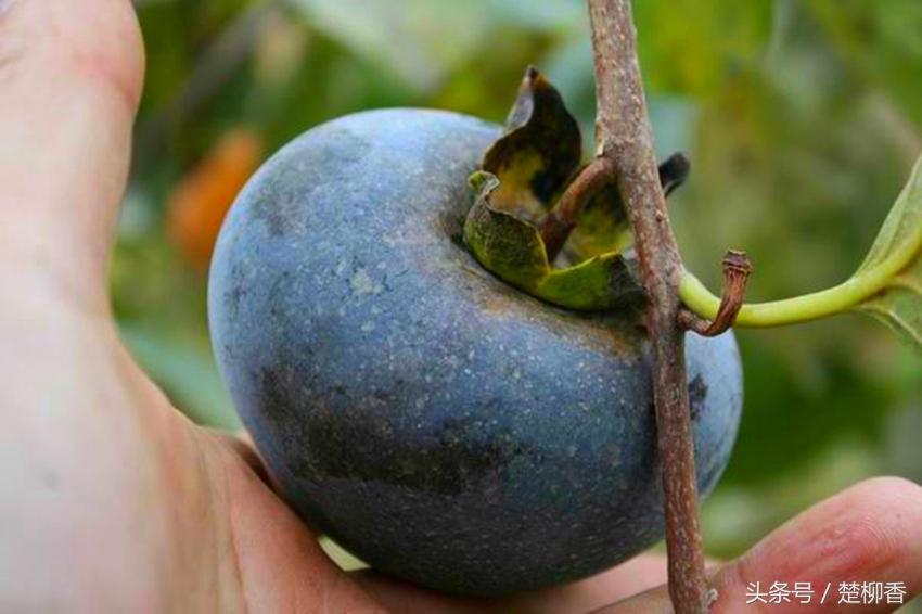 土专家致富领路人,土专家种植项目