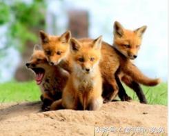 孕期都做有关女宝的胎梦,孕妈妈做关于胎宝宝不好的梦