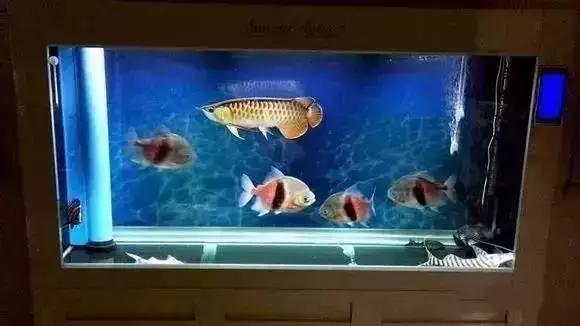 家装水景鱼缸造型全景,家居水景大号