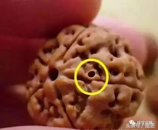 怎样防止文玩生虫,文玩昆虫