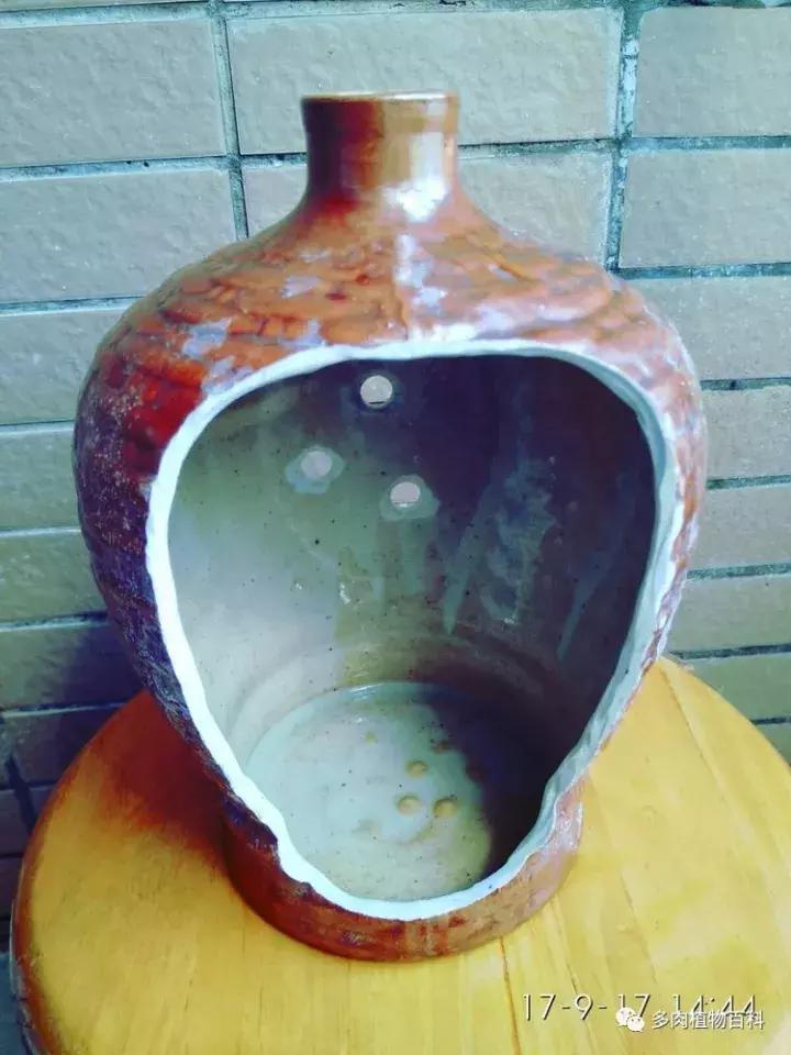 透明酒瓶种多肉怎么才好看,空酒瓶利用种多肉