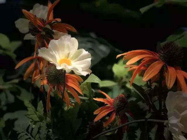 iPhone8全面评测，升级点有这几个此文章转自中关村在线