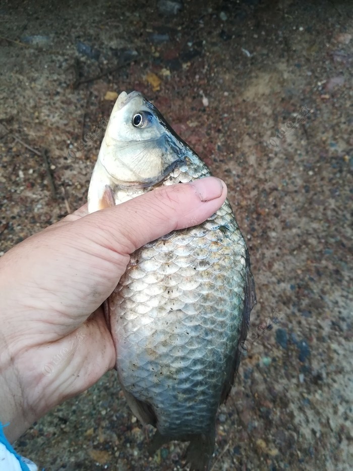 偶遇新物种，独战板鲫群