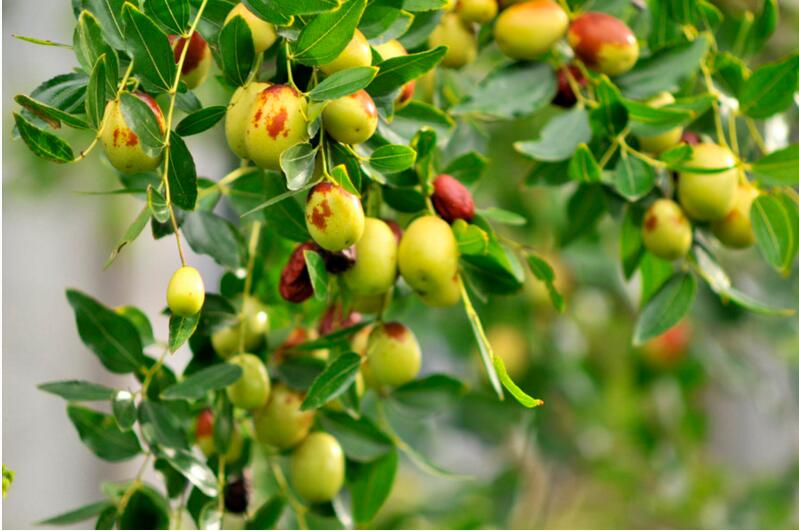 蓝枣的营养价值及功效,拐子枣的营养价值及功效