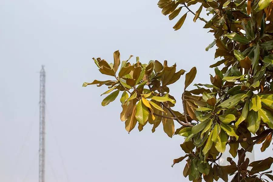 南京十大赏花胜地,南京玄武湖春季赏花攻略请收好