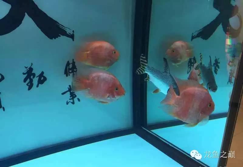 知我者谓我心忧是什么意思呢,知我者谓我心忧图片配图