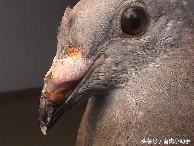 小鸽子长痘用什么药治疗,怎么防止鸽子起痘