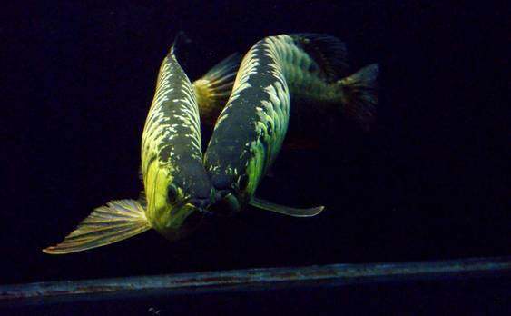 龙鱼挑食龙鱼拒食全攻略,龙鱼换季趴缸拒食怎么解决