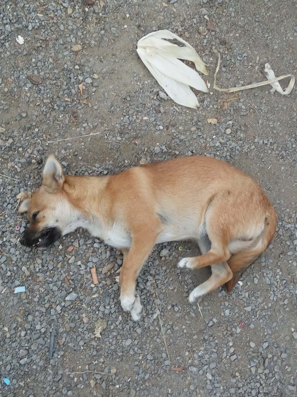 泰迪狗死了女子大哭,小奶狗泰迪突然死了怎么回事