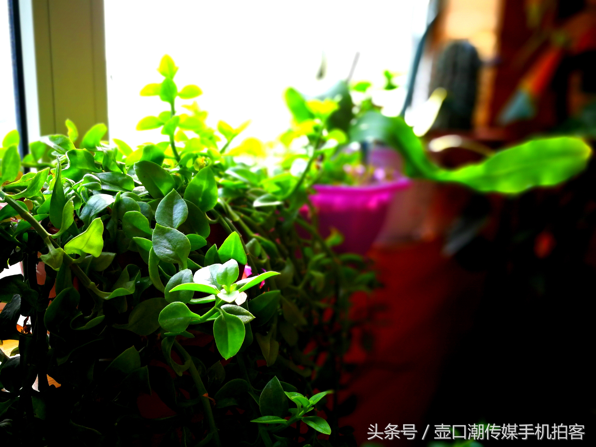 临汾:手机拍拍工作室的花~再好的装修也比不了和大自然和谐相处