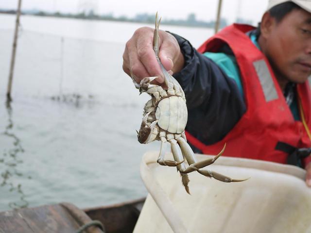 正宗阳澄湖的蟹多少钱一只,正宗澄湖蟹多少钱一只