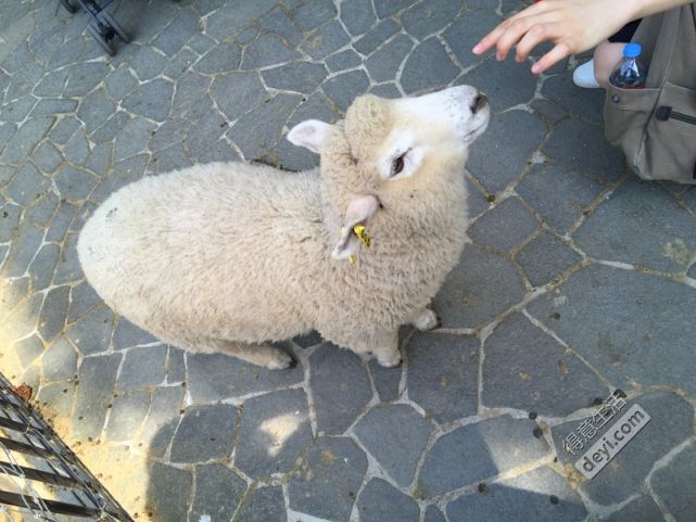 日本小众深度游玩攻略,日本关西打卡攻略