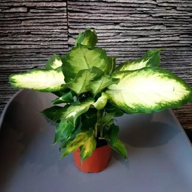 花卉摆放位置有讲究,风水上可以招财的花卉植物