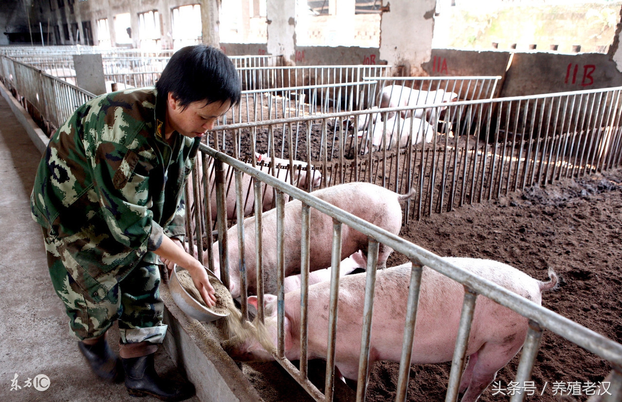 猪不吃食的原因和方法,猪38.5度不吃食是什么原因
