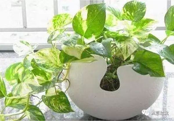 绿萝水培转土养应注意什么,绿萝水培转土培成功率最高的方法