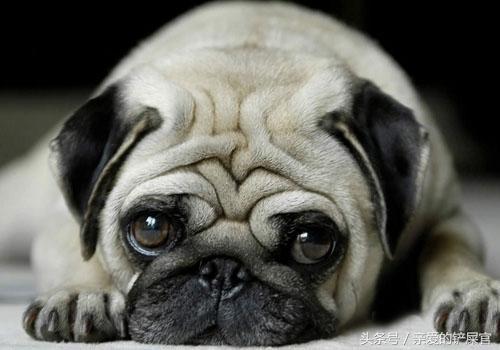 比较萌的大型犬萌狗排行榜,十大最萌的小型犬