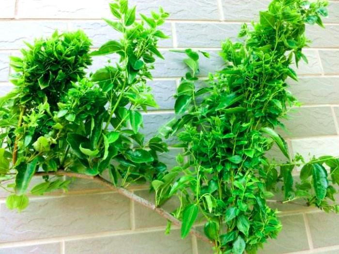 农村的大枣都熟了，一竹竿子打下来无数美味