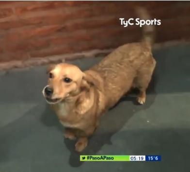 足球比赛小狗挡球,足球联赛狗狗抢球