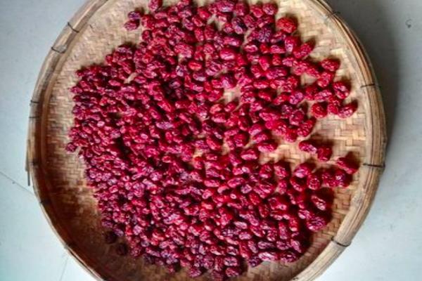 农村的大枣都熟了，一竹竿子打下来无数美味