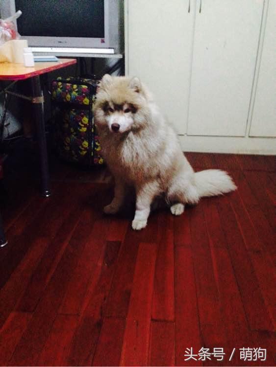 哈士奇的毛特别的长，被形容是只披了羊皮的狼